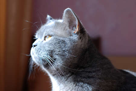 a gray cat of British or Scottish breed lies on the bed in the light from the windowの写真素材