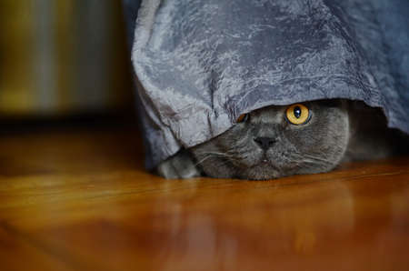 a gray cat of British or Scottish breed lies on the bed in the light from the windowの写真素材