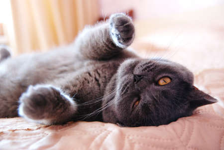 a gray cat of British or Scottish breed lies on the bed in the light from the windowの写真素材