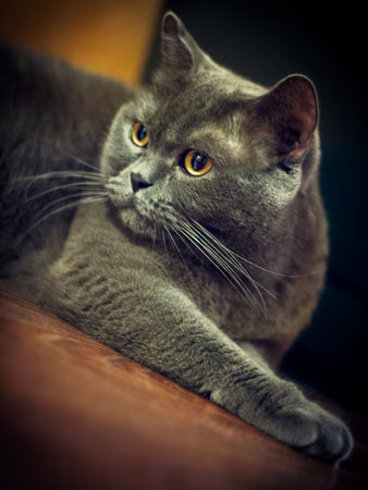 a gray cat of British or Scottish breed lies on the bed in the light from the windowの写真素材