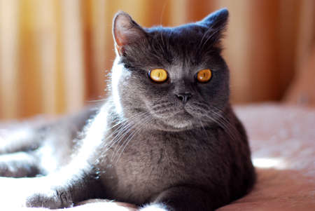 a gray cat of British or Scottish breed lies on the bed in the light from the windowの写真素材