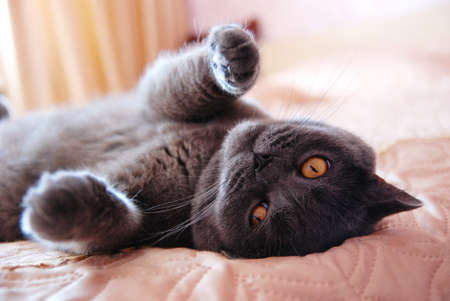a gray cat of British or Scottish breed lies on the bed in the light from the windowの写真素材