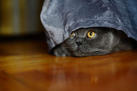 a gray cat of British or Scottish breed lies on the bed in the light from the windowの写真素材