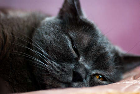 a gray cat of British or Scottish breed lies on the bed in the light from the windowの写真素材