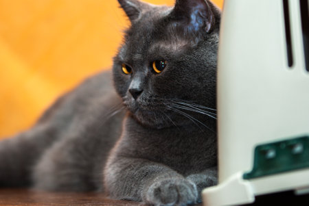 a gray cat of British or Scottish breed lies on the bed in the light from the windowの写真素材