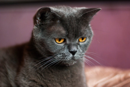a gray cat of British or Scottish breed lies on the bed in the light from the windowの写真素材