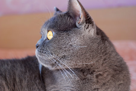 a gray cat of British or Scottish breed lies on the bed in the light from the windowの写真素材