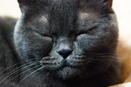 a gray cat of British or Scottish breed lies on the bed in the light from the windowの写真素材