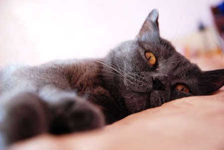 a gray cat of British or Scottish breed lies on the bed in the light from the windowの写真素材