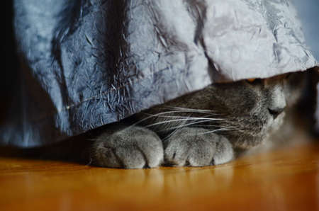 a gray cat of British or Scottish breed lies on the bed in the light from the windowの写真素材