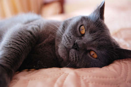 a gray cat of British or Scottish breed lies on the bed in the light from the windowの写真素材