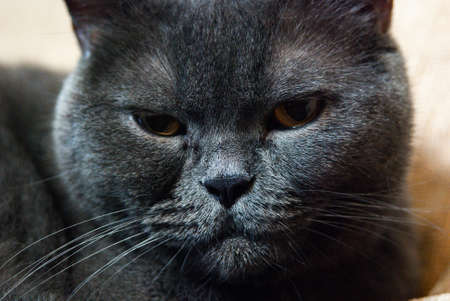 a gray cat of British or Scottish breed lies on the bed in the light from the windowの写真素材