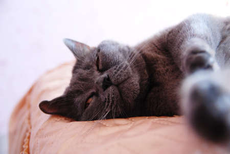a gray cat of British or Scottish breed lies on the bed in the light from the windowの写真素材