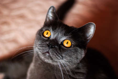 a gray cat of British or Scottish breed lies on the bed in the light from the windowの写真素材