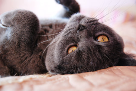 a gray cat of British or Scottish breed lies on the bed in the light from the windowの写真素材