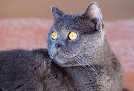 a gray cat of British or Scottish breed lies on the bed in the light from the windowの写真素材