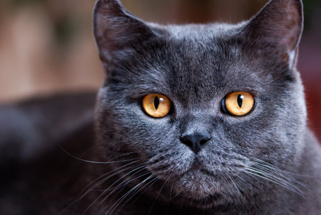 a gray cat of British or Scottish breed lies on the bed in the light from the windowの写真素材