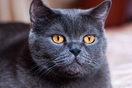 a gray cat of British or Scottish breed lies on the bed in the light from the windowの写真素材