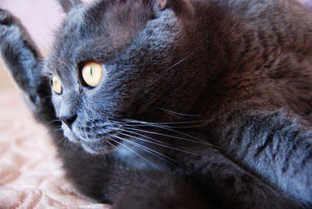 a gray cat of British or Scottish breed lies on the bed in the light from the windowの写真素材