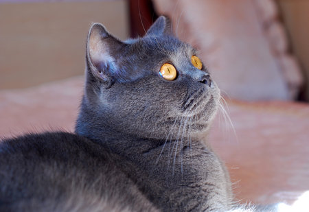 a gray cat of British or Scottish breed lies on the bed in the light from the windowの写真素材