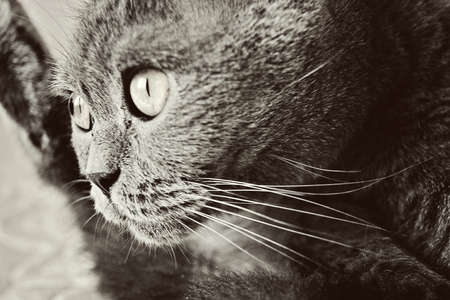 a gray cat of British or Scottish breed lies on the bed in the light from the windowの写真素材