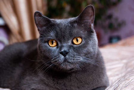 a gray cat of British or Scottish breed lies on the bed in the light from the windowの写真素材