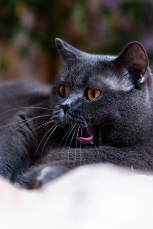 a gray cat of British or Scottish breed lies on the bed in the light from the windowの写真素材