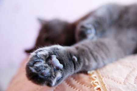 a gray cat of British or Scottish breed lies on the bed in the light from the windowの写真素材