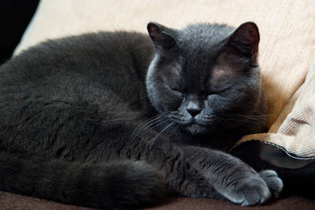 a gray cat of British or Scottish breed lies on the bed in the light from the windowの写真素材