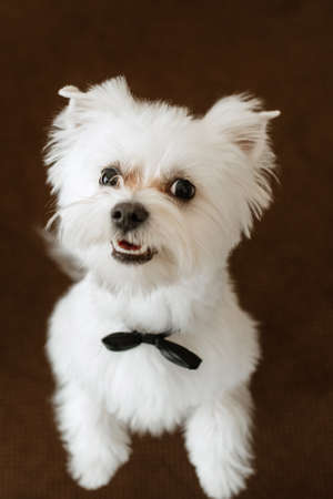 white terrier next to a manの写真素材