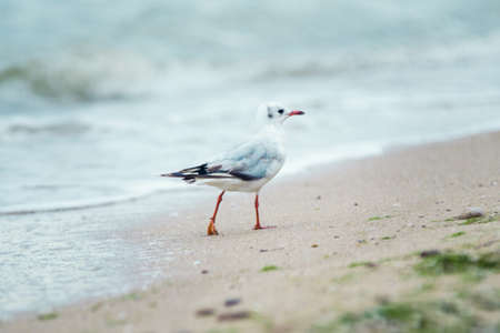 Ivory gull on the seashore walks on the sand with algae