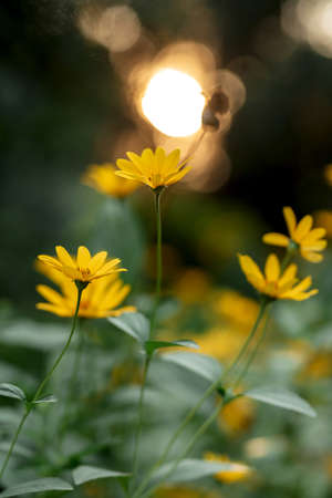 elegant wedding decorations made of natural flowers and green elementsの写真素材