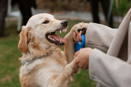 golden retriever dog at a wedding with a wreath around his neckの写真素材