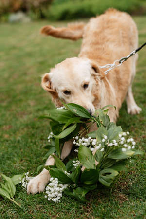 golden retriever dog at a wedding with a wreath around his neckの写真素材