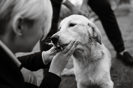 golden retriever dog at a wedding with a wreath around his neckの写真素材