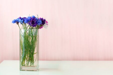 Front view of cornflowers in a vase on a pink backgroundの写真素材