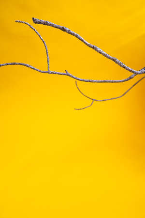 Dry branches on a yellow background. Copy space, layout, background.の写真素材