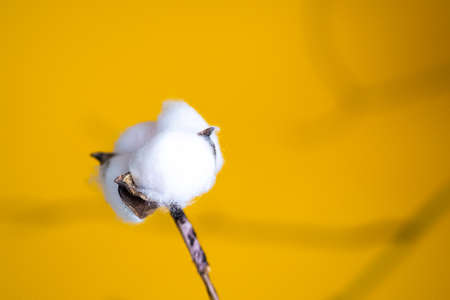 Perfume bottle on a yellow background. Copy space, layout, background.の写真素材