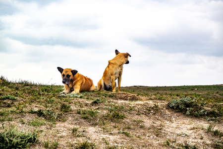 Red stray dogs on rocks. Loneliness. Longing, hopelessness, hunger, sadnessの写真素材