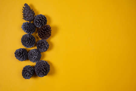 pine cones on a yellow background.の写真素材
