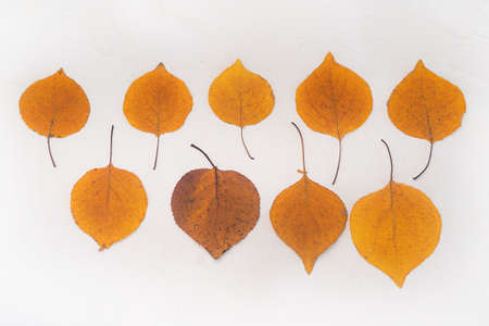 Flatlay composition autumn yellow leaves white relief background. Close-upの写真素材