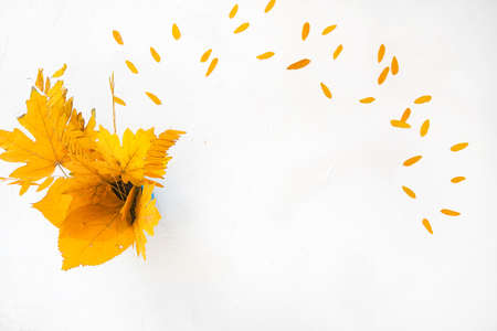Flatlay autumn white background bouquet yellow dry acacia maple leavesの写真素材