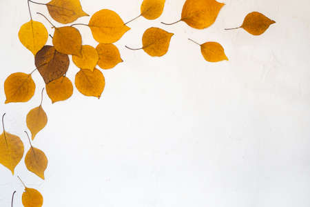 Flatlay background composition text frame autumn yellow leaves white backgroundの写真素材
