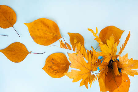 Flatlay text frame autumn background with bouquet yellow dry acacia maple leavesの写真素材