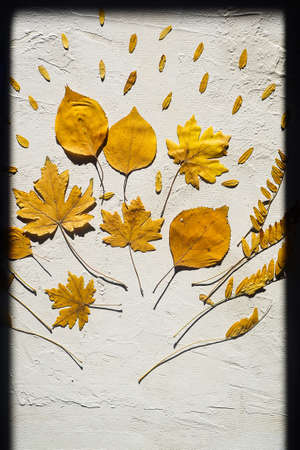 Autumn composition framed shadow bouquet yellow dry leaves white background
