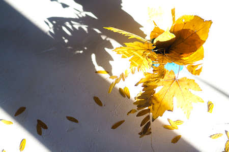 Flatlay autumn white background with a bouquet of yellow dry acacia and maple leaves. Top view, hard...