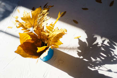 Flatlay autumn white background with a bouquet of yellow dry acacia and maple leaves. Top view, hard light and shadowsの写真素材