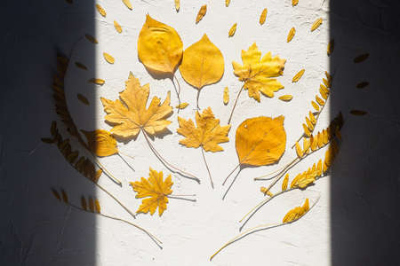 Autumn composition framed in shadow bouquet of yellow dry leaves on a white relief background. Flatlay top view, hard lightの写真素材