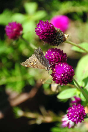 Thanbok Khoranee National 9の写真素材