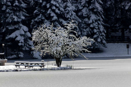 Snowy trees and benches on the edge of a frozen lake.の写真素材